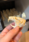 Muskrat Skull