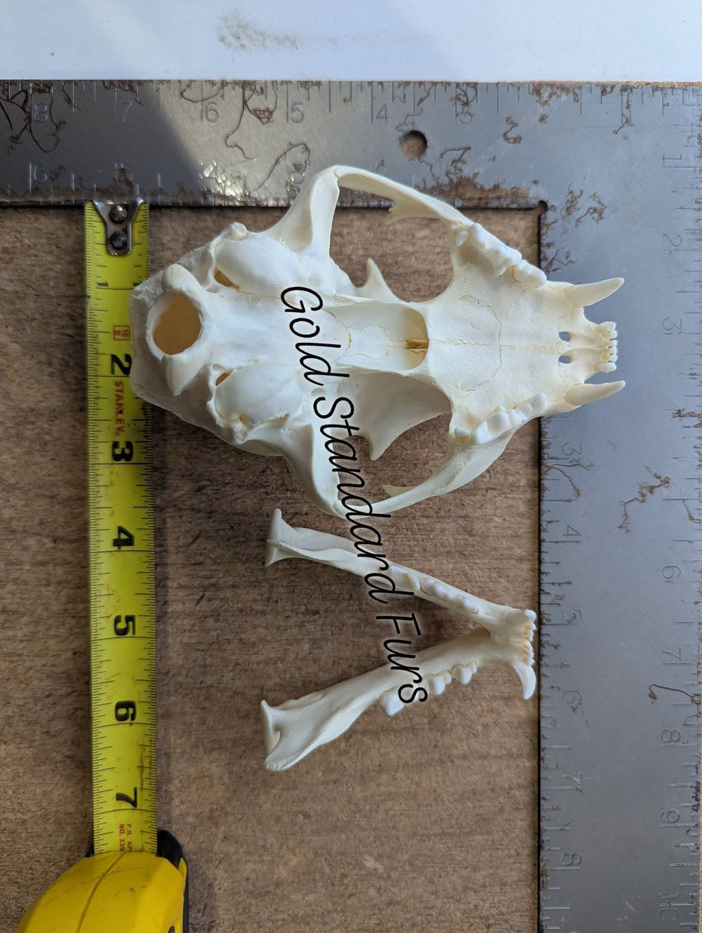 Lynx Skull