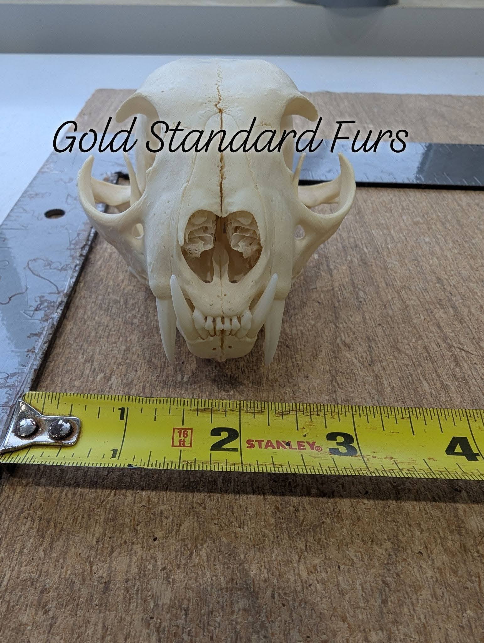 Lynx Skull