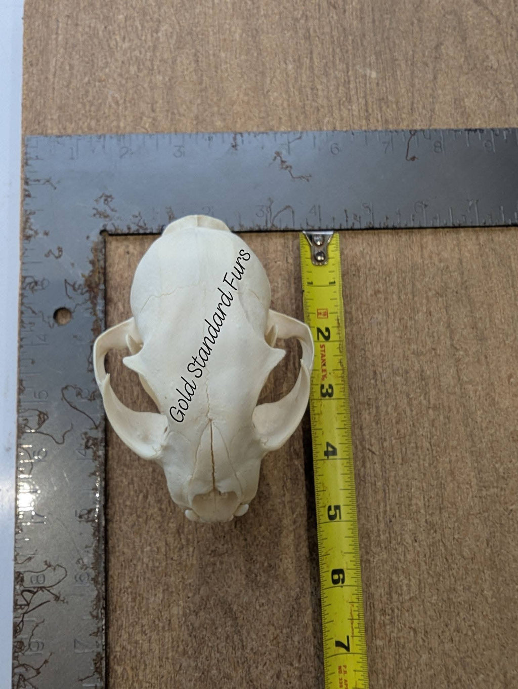 Lynx Skull