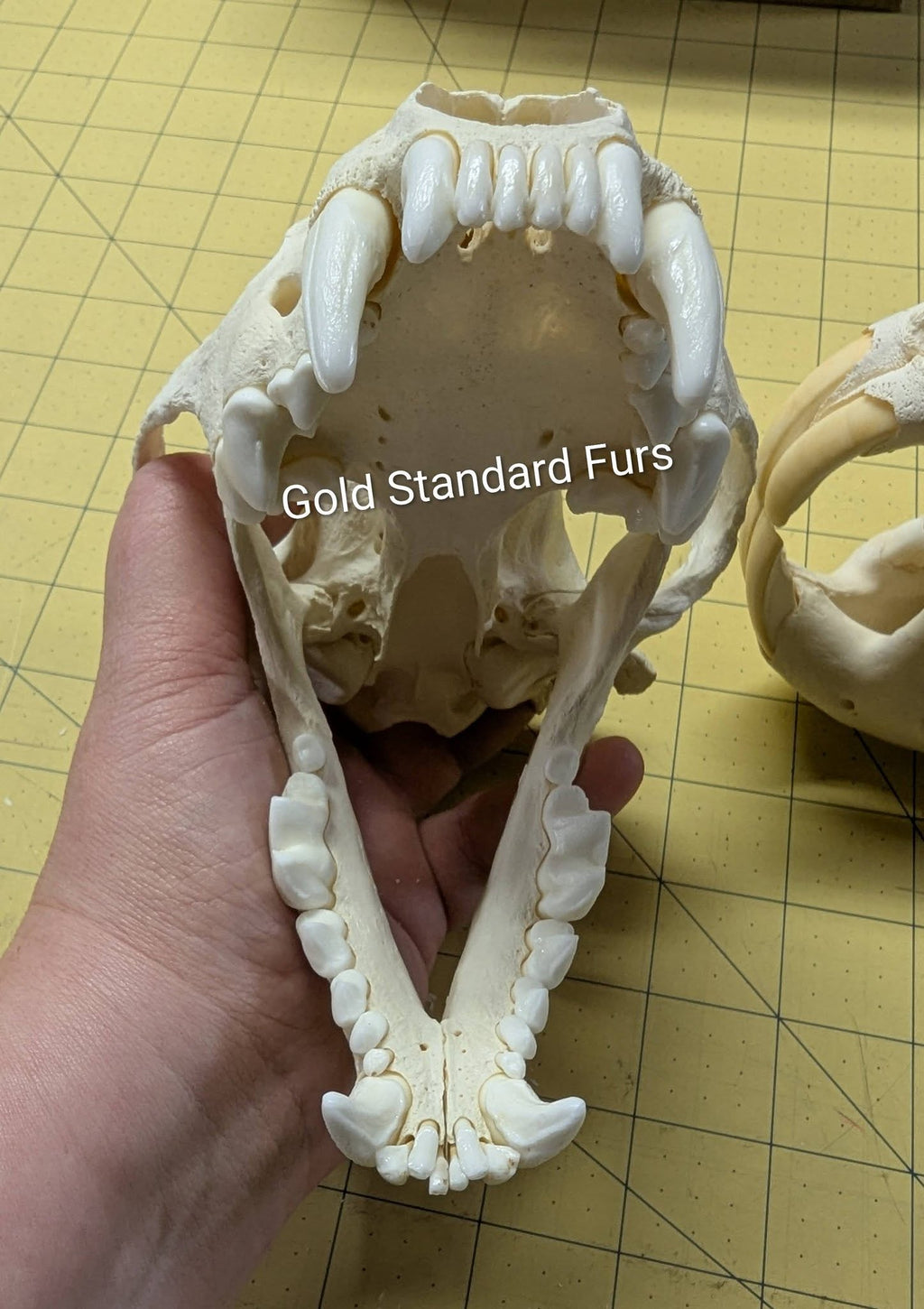 Wolverine Skull