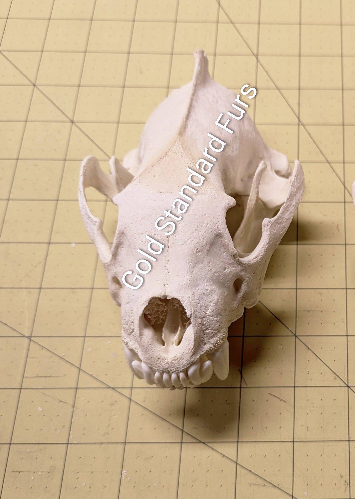 Wolverine Skull