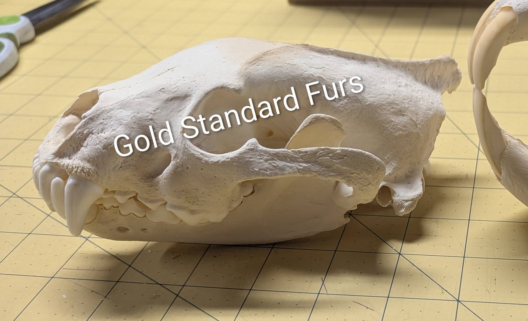 Wolverine Skull