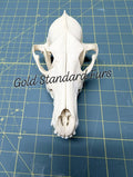 Coyote Skull – Beetle Cleaned & Whitened
