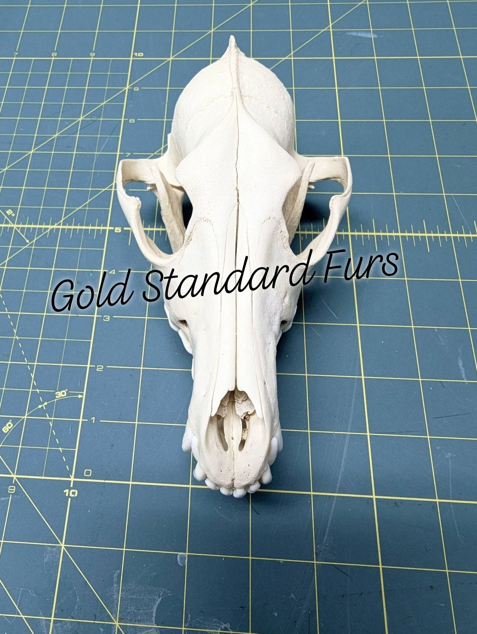 Coyote Skull – Beetle Cleaned & Whitened