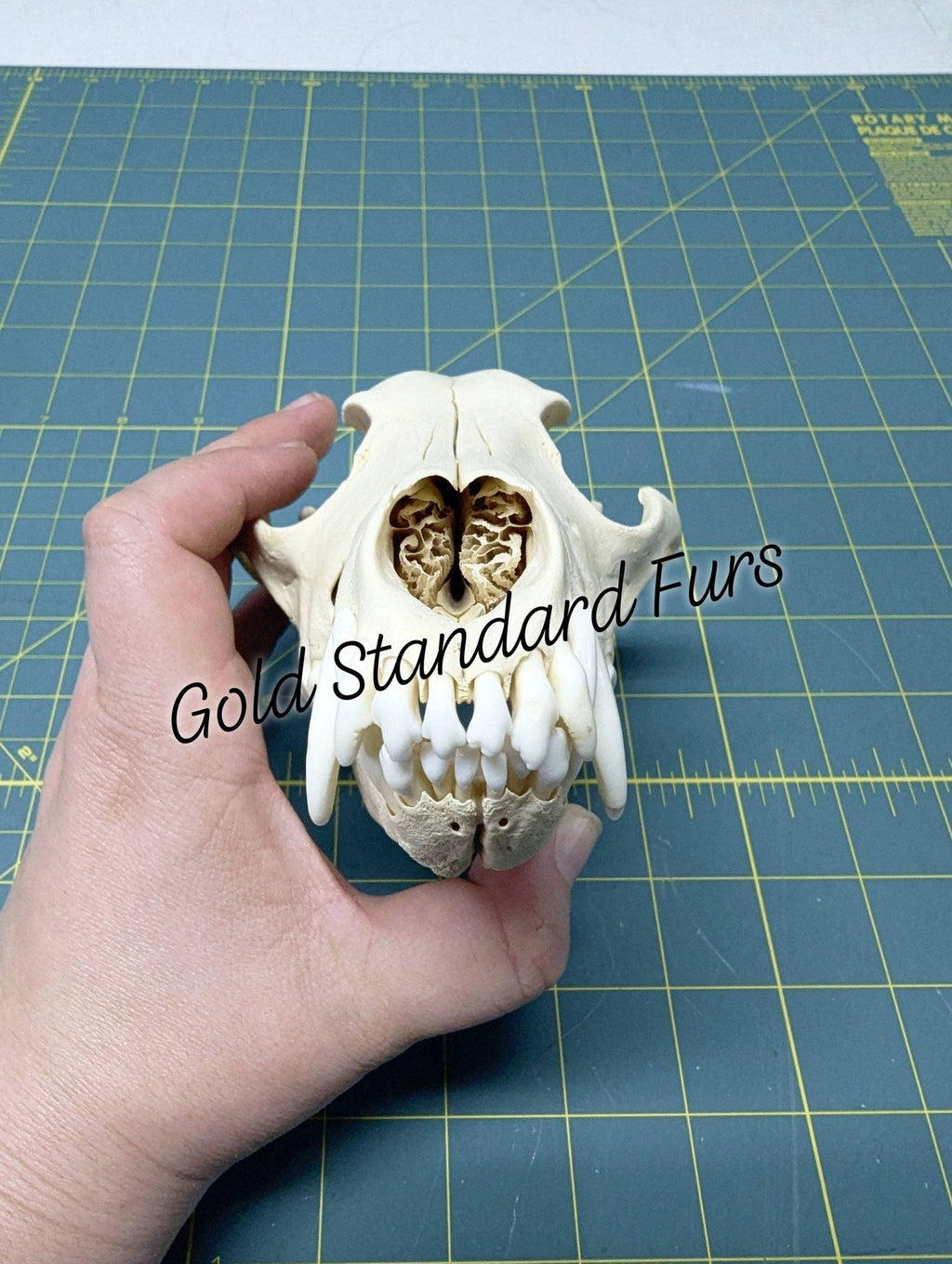 Coyote Skull – Beetle Cleaned & Whitened