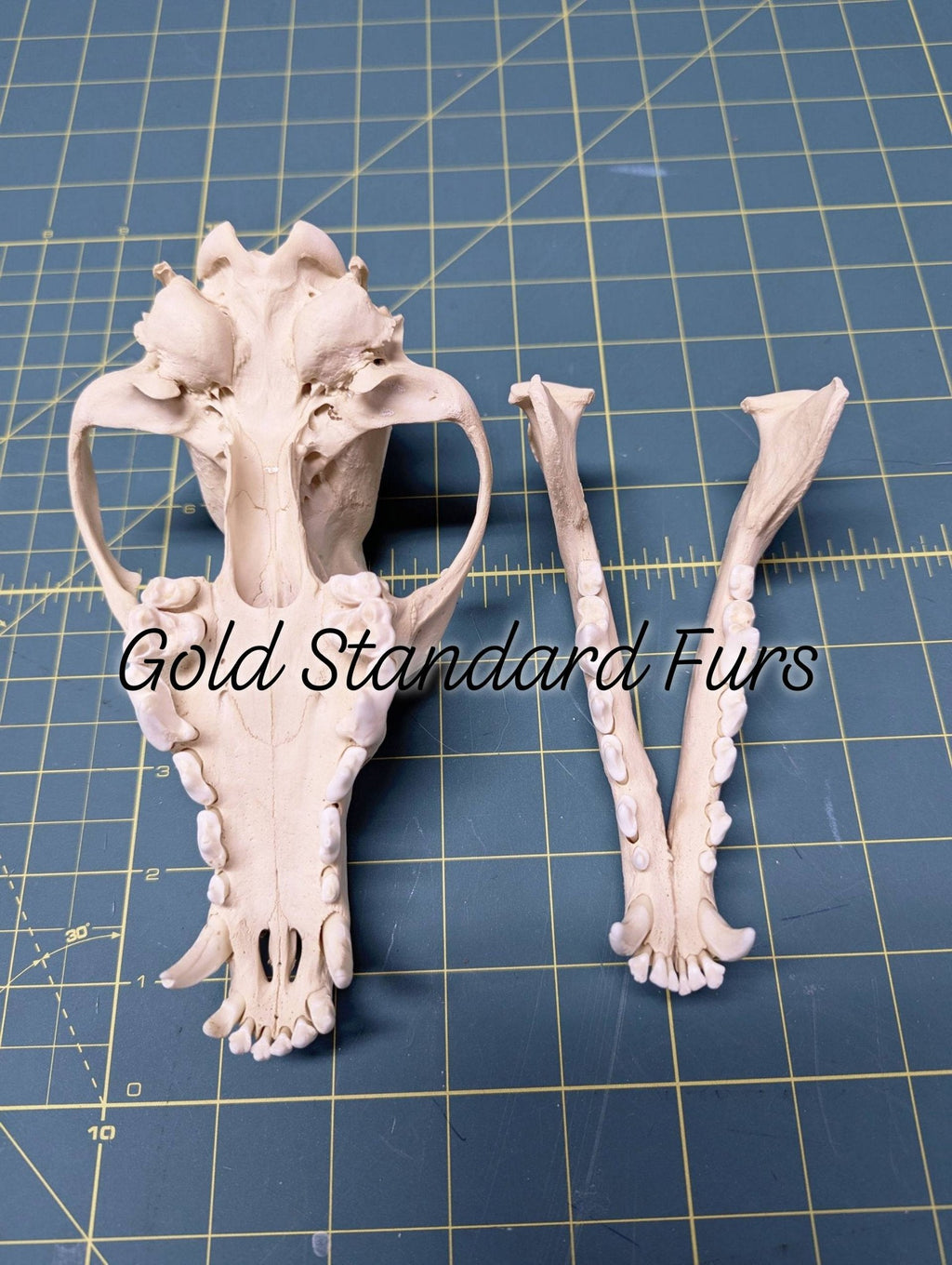 Coyote Skull – Beetle Cleaned & Whitened