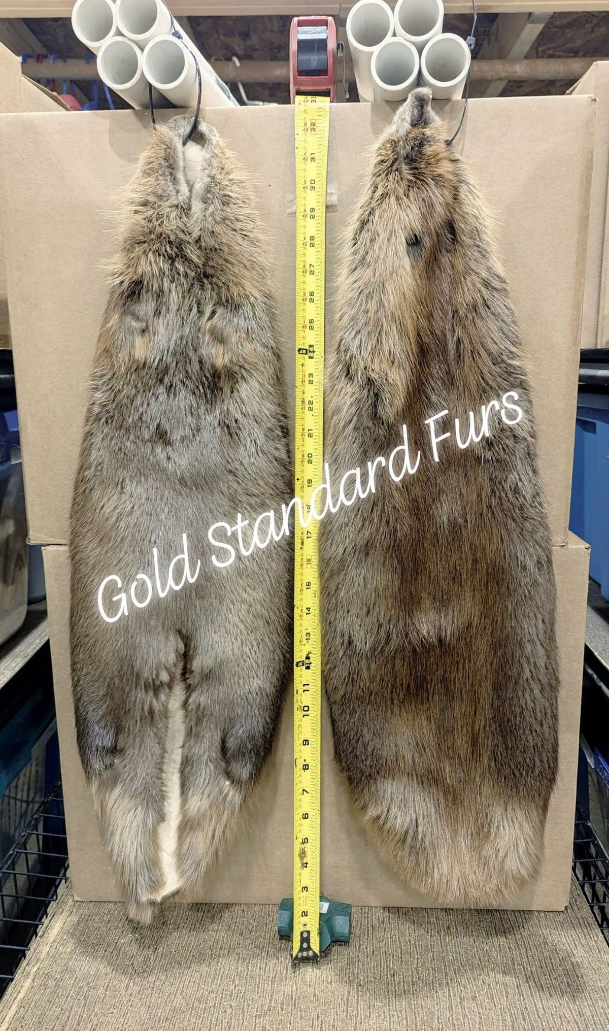 Beaver Pelt Case Skinned