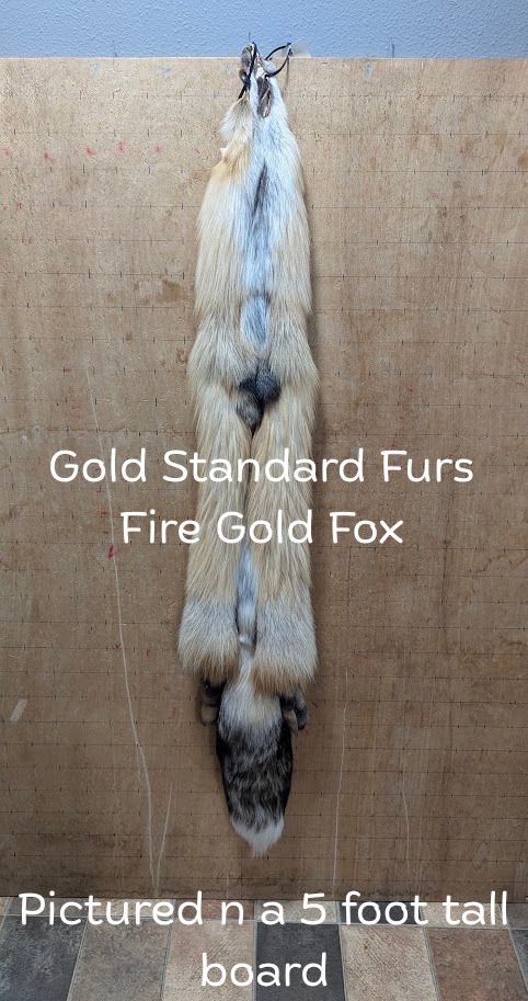 Fire Gold Fox Pelt – Rare Color Morph