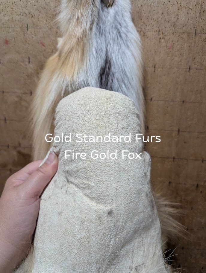 Fire Gold Fox Pelt – Rare Color Morph