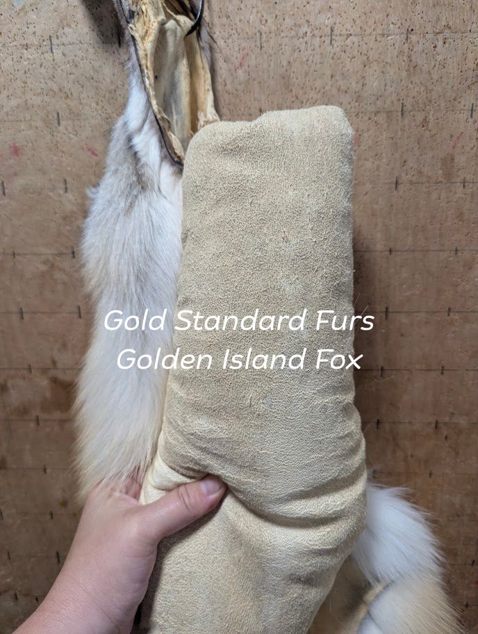 Golden Island Fox Pelt – Rare Color, Exceptionally Large