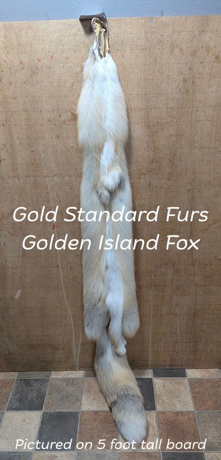 Golden Island Fox Pelt – Rare Color, Exceptionally Large
