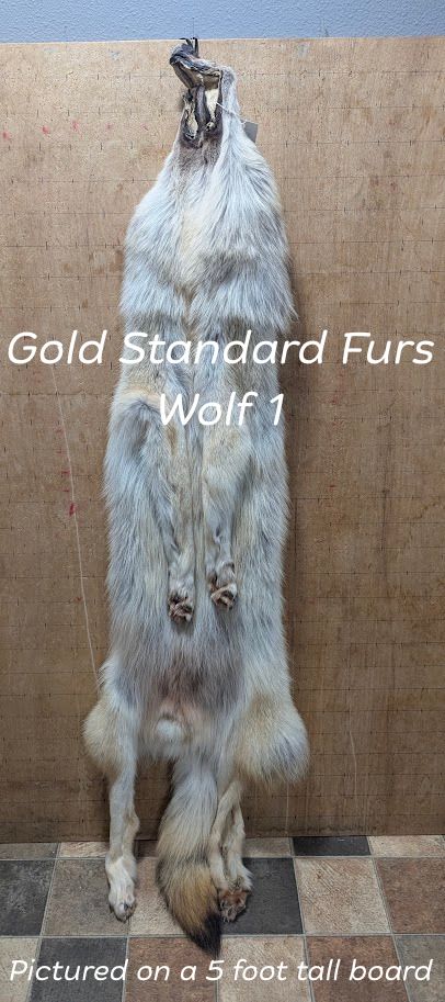 Ethically Sourced Female Wolf Pelt – Regular Color #1
