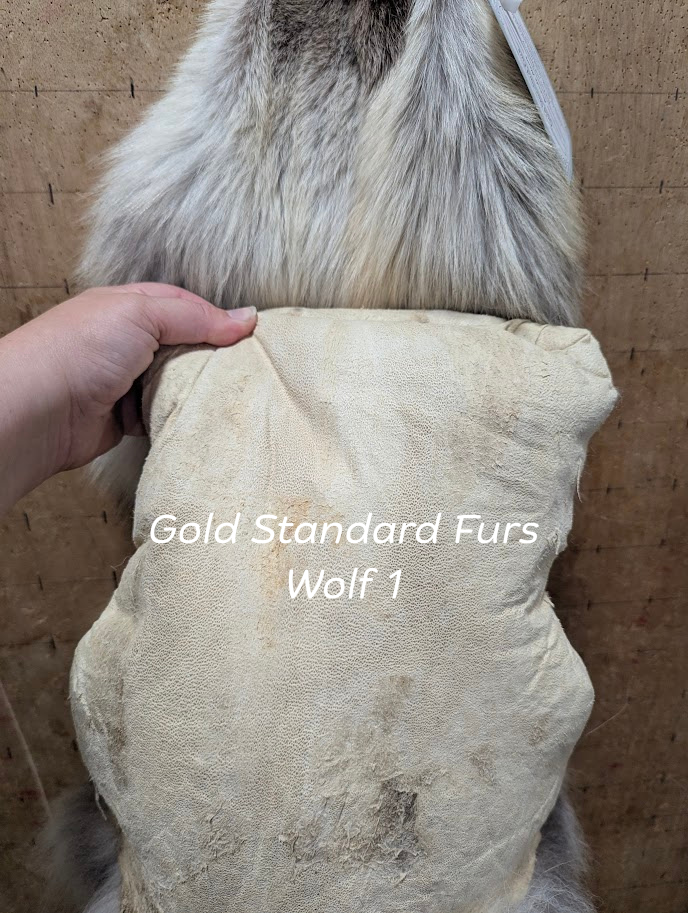 Ethically Sourced Female Wolf Pelt – Regular Color #1
