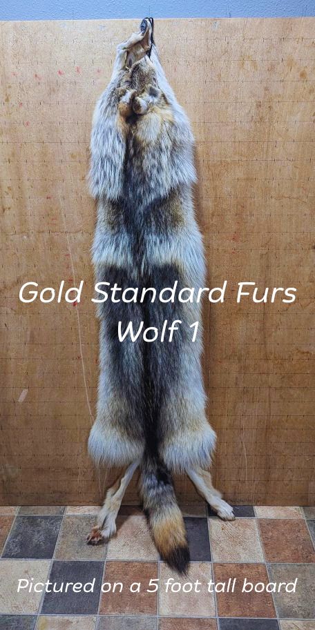 Ethically Sourced Female Wolf Pelt – Regular Color #1