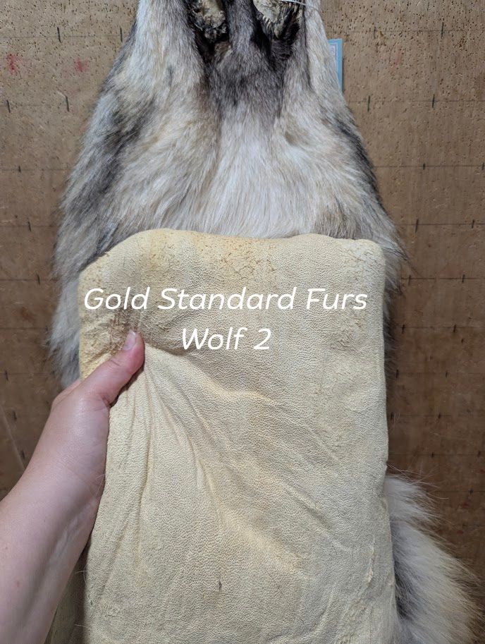 Ethically Sourced Female Wolf Pelt – Regular Color #2