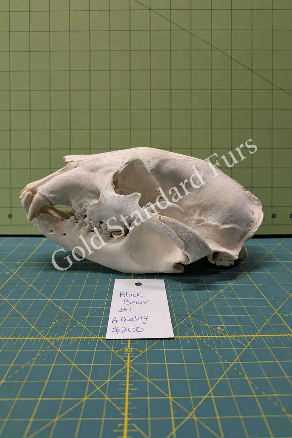 Alaskan Black Bear Skull