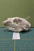 Alaskan Black Bear Skull