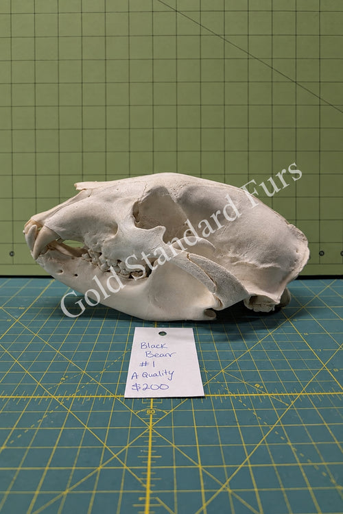 Alaskan Black Bear Skull