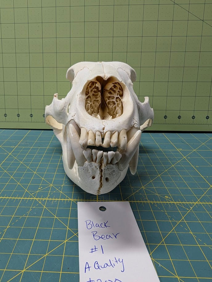 Alaskan Black Bear Skull #1