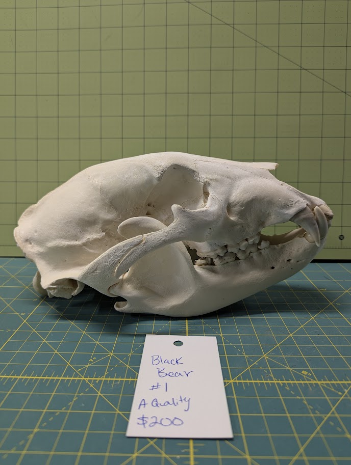 Alaskan Black Bear Skull #1