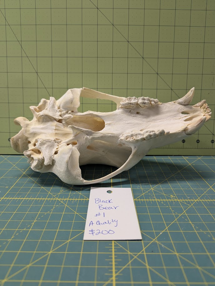 Alaskan Black Bear Skull #1