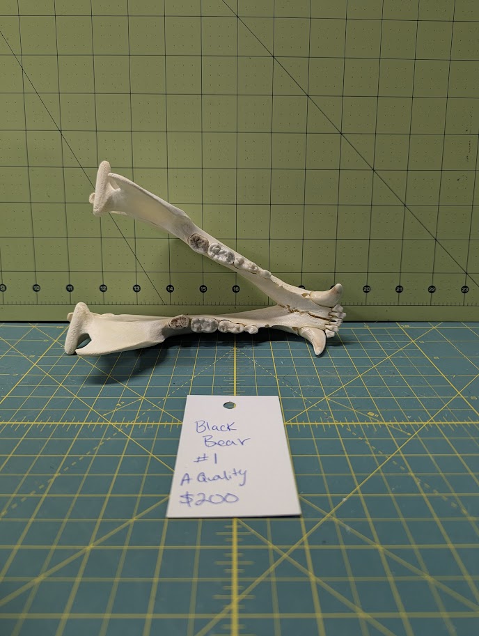 Alaskan Black Bear Skull #1