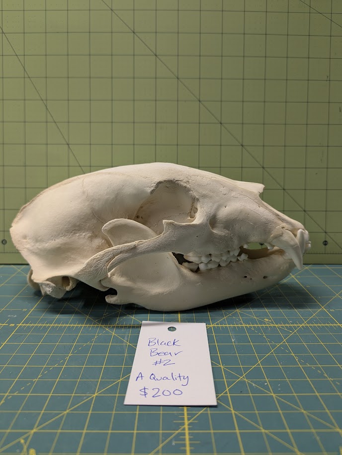 Alaskan Black Bear Skull #2