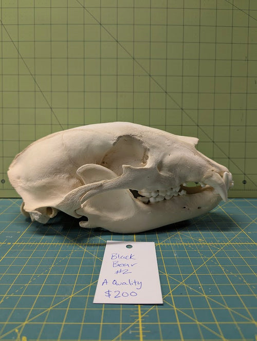 Alaskan Black Bear Skull #2