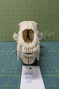 Alaskan Black Bear Skull #2