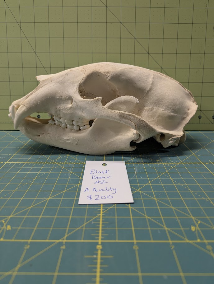 Alaskan Black Bear Skull #2