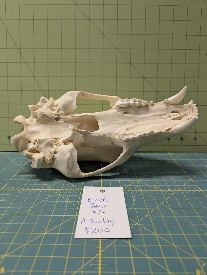 Alaskan Black Bear Skull #2