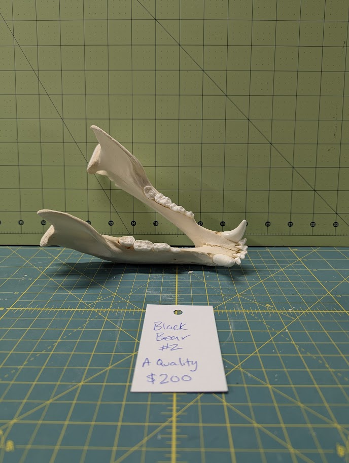 Alaskan Black Bear Skull #2