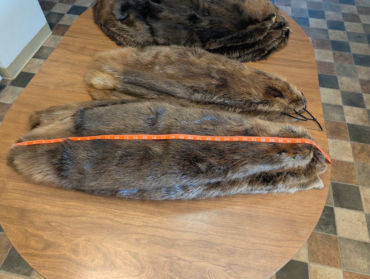 Beaver Pelt Case Skinned