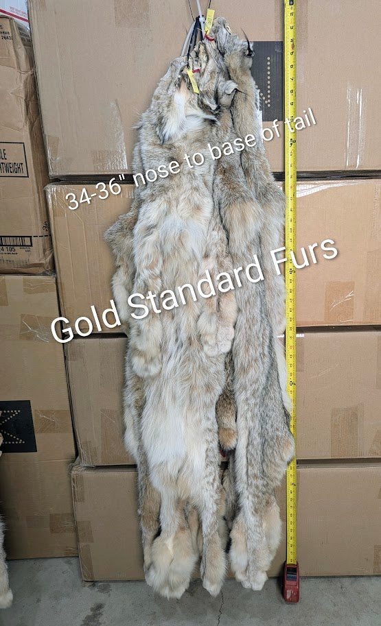 Lynx Pelts - Regular Size
