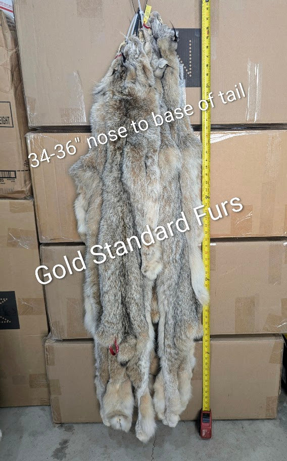 Lynx Pelts - Regular Size