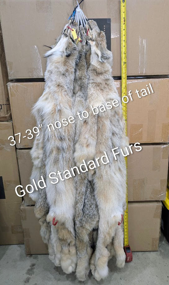 Lynx Pelts - XL Size