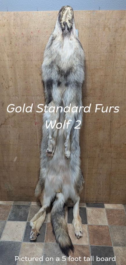 Ethically Sourced Female Wolf Pelt – Regular Color #2