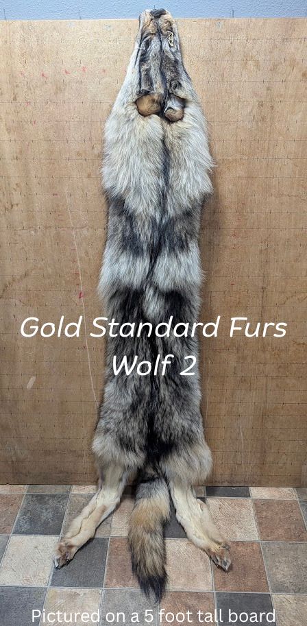 Ethically Sourced Female Wolf Pelt – Regular Color #2